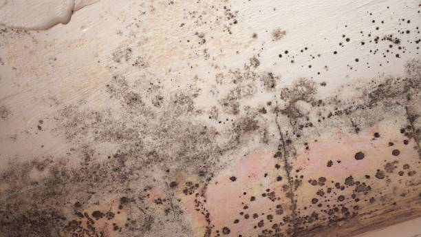 Professional Mold Removal in Durand, MI